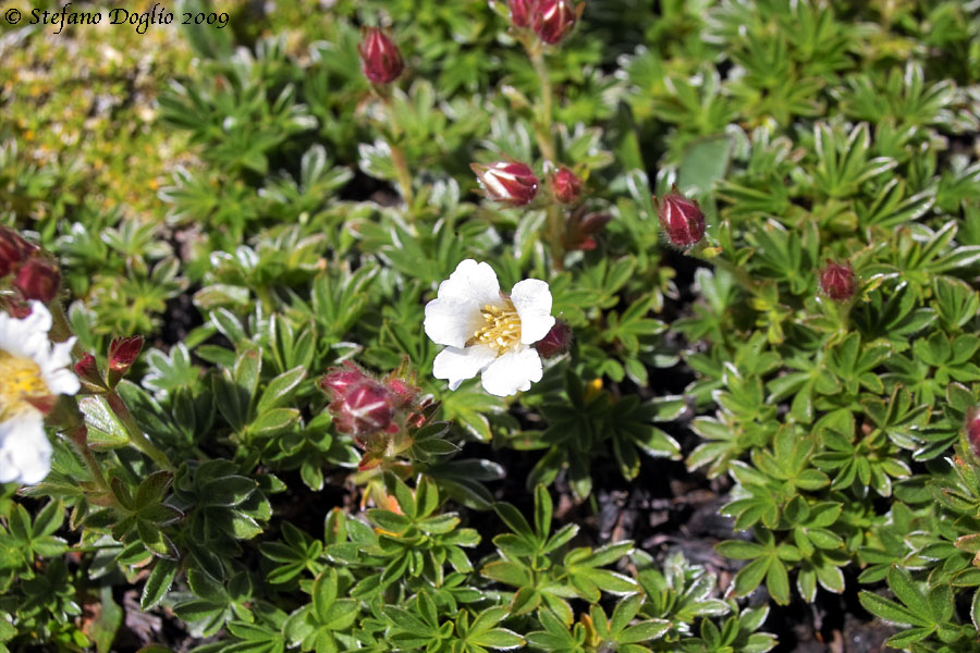 Potentilla clusiana / Cinquefoglia di Clusius